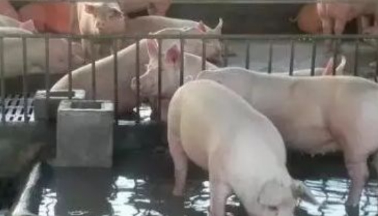 夏季養豬為啥不能給豬潑冷水？