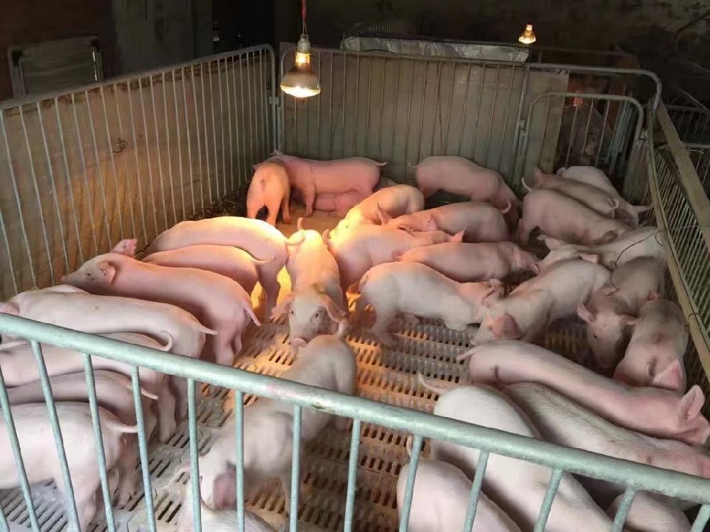 教槽料客戶見證