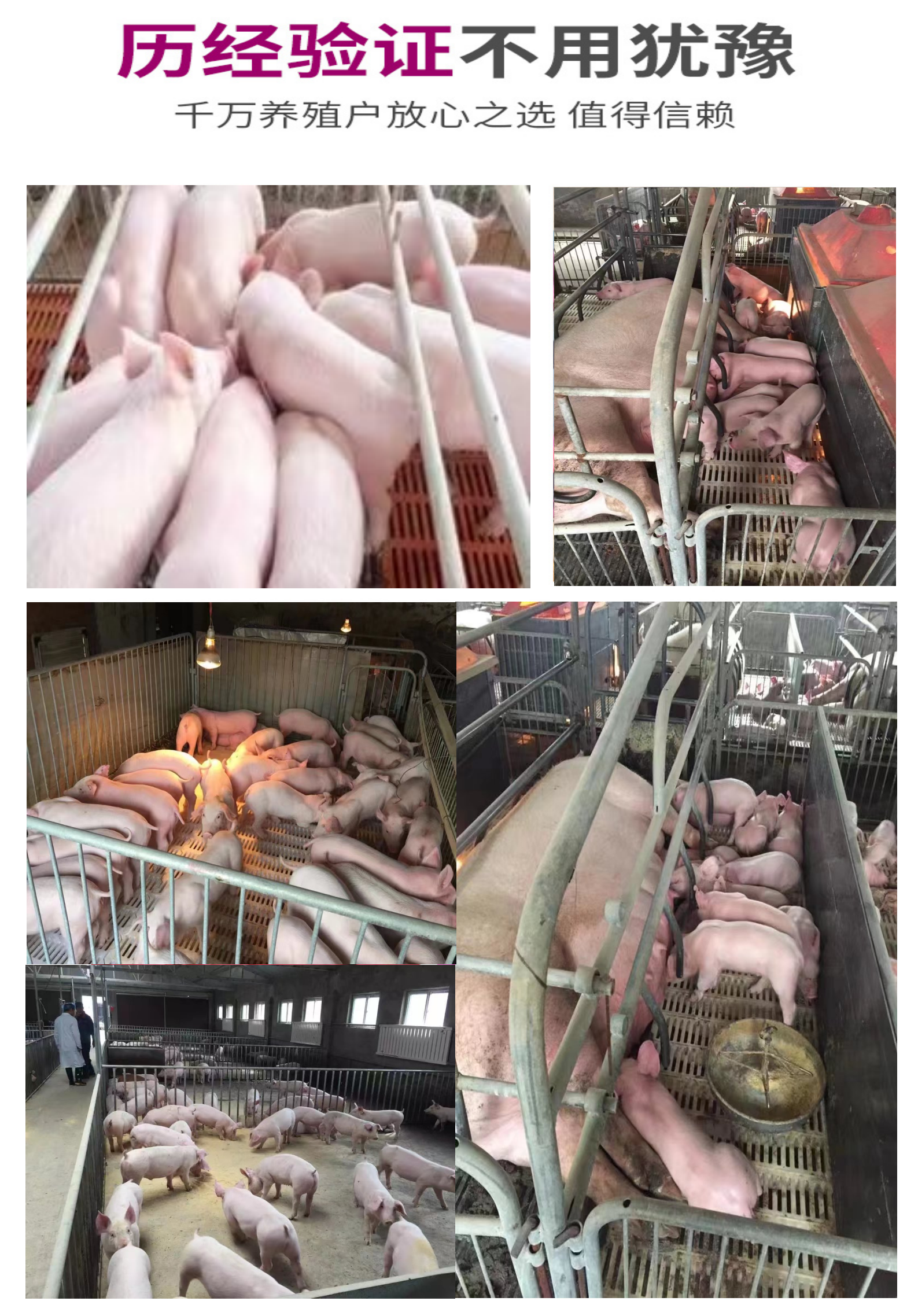 教槽料客戶見證.png