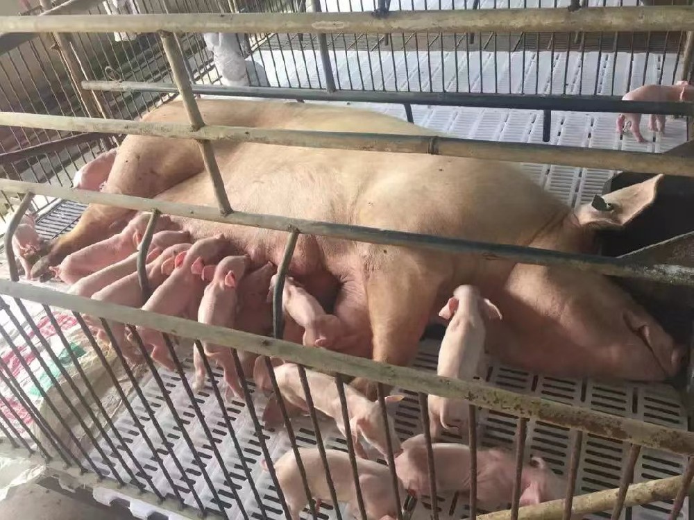 妊娠料客戶見證