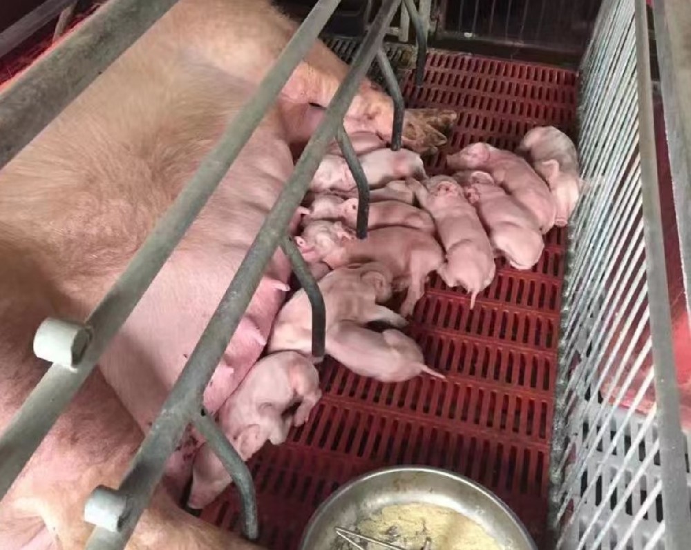 哺乳料客戶見證
